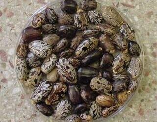 فوائد بذور الخروع