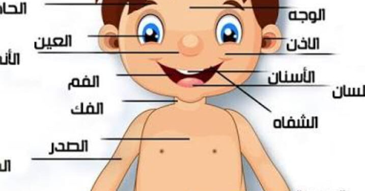 المدينه العلميه للطفل اجزاء جسم الإنسان