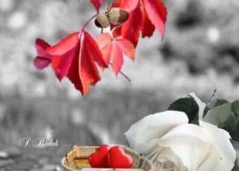 “وداعا للحب الصادق “