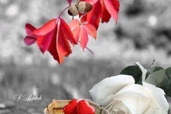 “وداعا للحب الصادق “