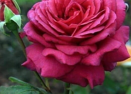 هيهات هيهات