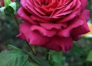 فوائد الورد الجوري