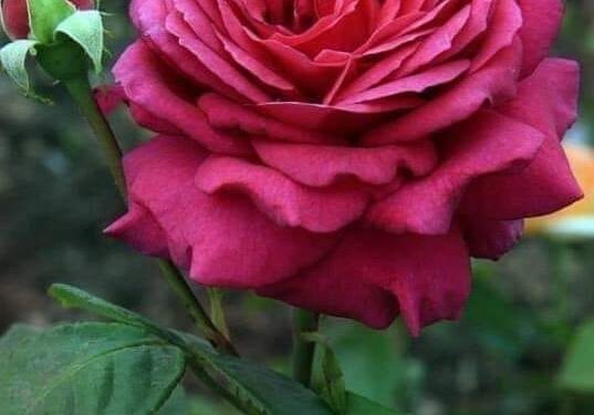 فوائد الورد الجوري