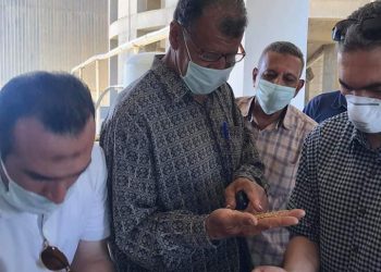 الفيـــــــــوم : ارتفاع حصيلة توريد القمح لصوامع وشون و هناجر الفيوم لأكثر من 125 ألف طن