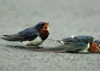 حديث الروح(الاستعداد ليوم الرحيل)