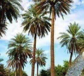 قصة قصيرة : الأرض