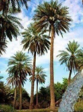 قصة قصيرة : الأرض