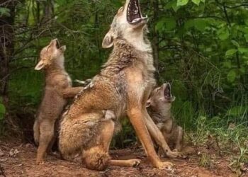 أنثى الذئب “السرحانة”