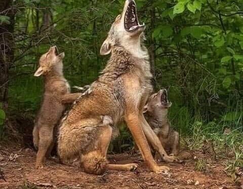 أنثى الذئب “السرحانة”