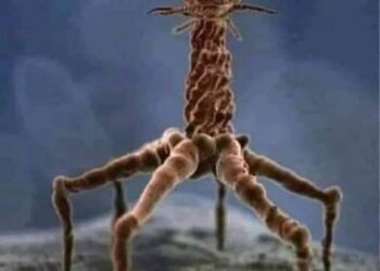 الكورونا الملعونة