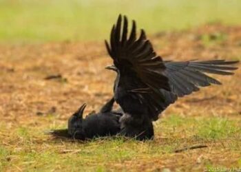 قصة قابيل وهابيل