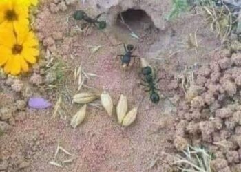 لماذا لا تنبت حبة القمح والكسبرة التي يخزنها النمل؟