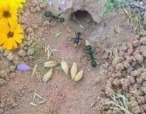 لماذا لا تنبت حبة القمح والكسبرة التي يخزنها النمل؟