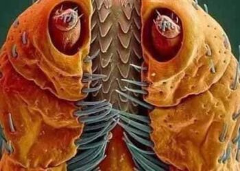 موضوع البلغم من المواضيع المهمه في حياتنا