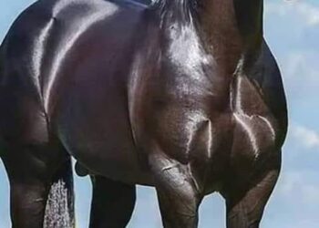 تمهل أيها الجواد الجامح