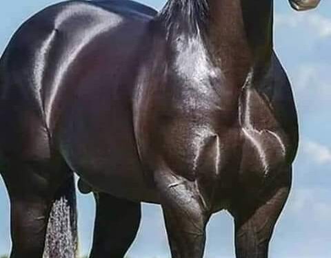 تمهل أيها الجواد الجامح