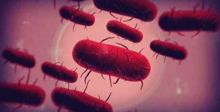 الطاعون الموت الأسود