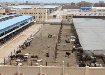 استعدادات مكثفة لاستقبال عيد الاضحي .