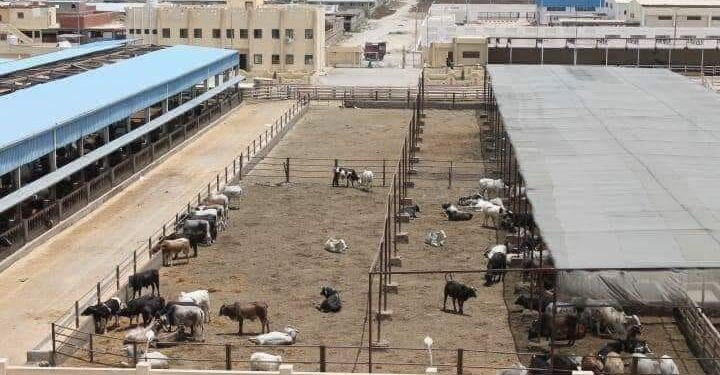 استعدادات مكثفة لاستقبال عيد الاضحي .