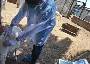 القصير: تحصين أكثر من 2 مليون رأس ماشية ضد مرض الحمي القلاعية