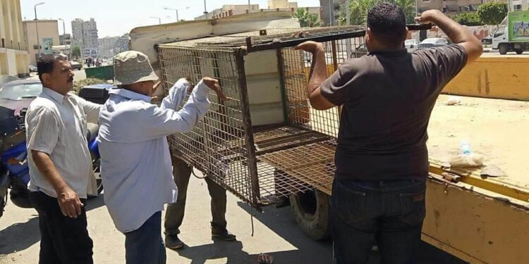 حي المناخ يشن حملة لإزالة الاشغالات بنطاق الحي