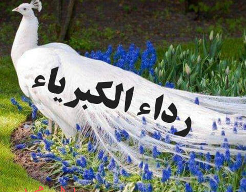 رداء الكبرياء