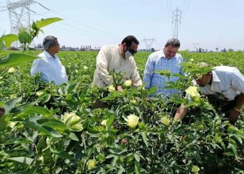 القصير: متابعة حالة المحاصيل الصيفية في دمياط