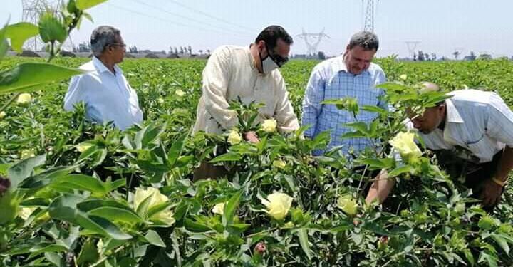 القصير: متابعة حالة المحاصيل الصيفية في دمياط
