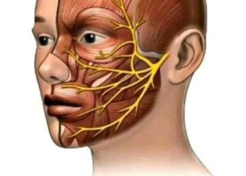 العصب السابع