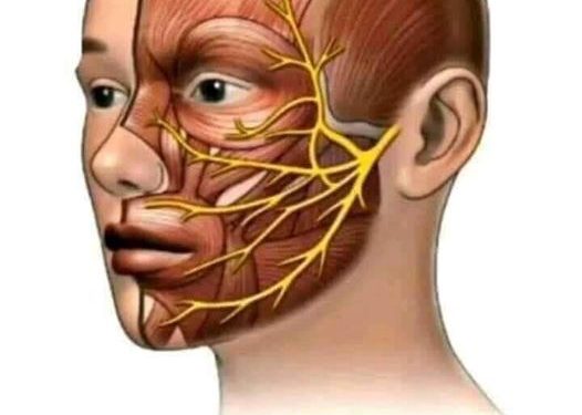 العصب السابع