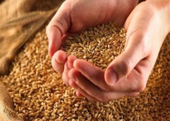 تموين الغربية : ضبط ٦،٥طن قمح فاسد غير صالح للاستهلاك الآدمي قبل بيعه بالأسواق