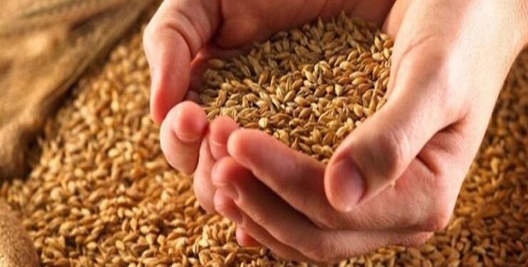 تموين الغربية : ضبط ٦،٥طن قمح فاسد غير صالح للاستهلاك الآدمي قبل بيعه بالأسواق