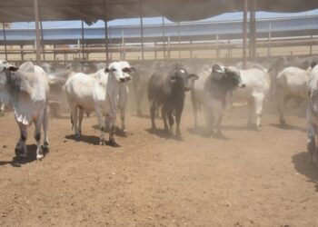 محطة تسمين الماشية تؤمن احتياجات بورسعيد من اللحوم الحمراء