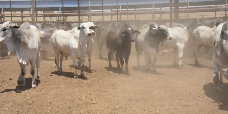 محطة تسمين الماشية تؤمن احتياجات بورسعيد من اللحوم الحمراء