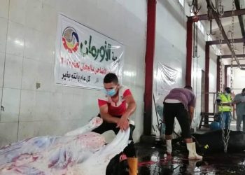 ذبح ١٠ عجول وتوزيعها على مستحقيها من محدودي الدخل بـ٩ قرى بنطاق المحافظة 