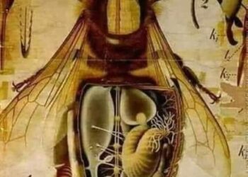 كم بطن للنحله