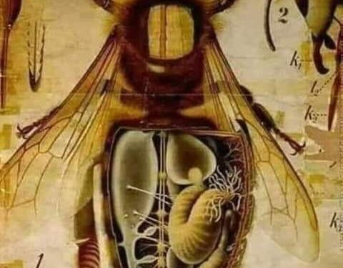 كم بطن للنحله