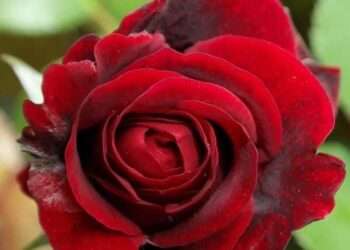 همسه الصباح….