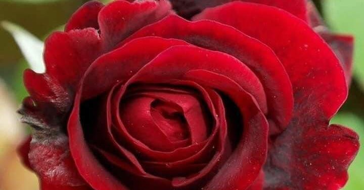 همسه الصباح….