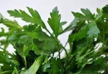 فوائد البقدونس للبشره والشعر وللصحه العامه