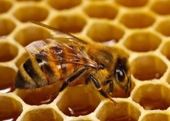 اهم مخلوق على وجه الارض