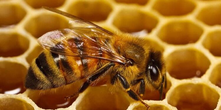 اهم مخلوق على وجه الارض