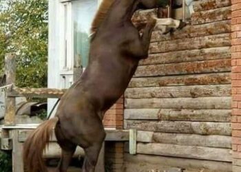 معلومات قد لا تعرفها عن الخيول