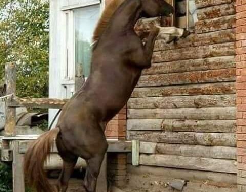 معلومات قد لا تعرفها عن الخيول