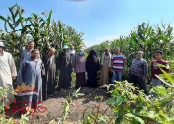 تنفيذ يوم حقلي إرشادي لمحصول فول الصويا صنف جيزة 111 المحمل على الذرة بقرية الخضيري بههي