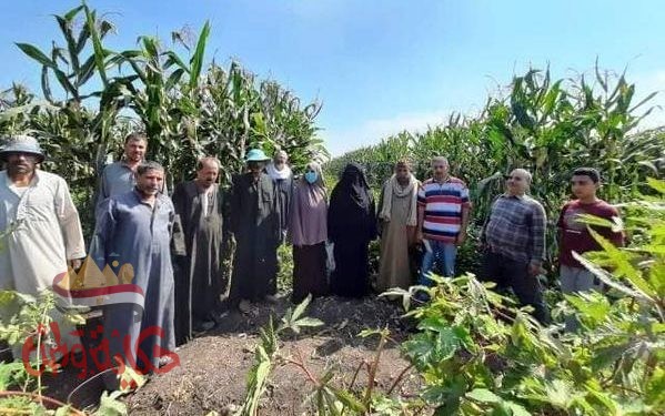 تنفيذ يوم حقلي إرشادي لمحصول فول الصويا صنف جيزة 111 المحمل على الذرة بقرية الخضيري بههي