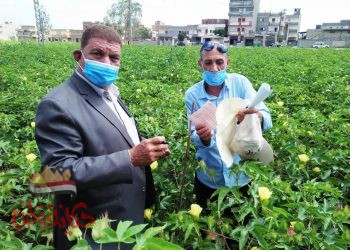 وكيل وزارة الزراعة بالبحيرة يتابع زراعات القطن بدمنهور