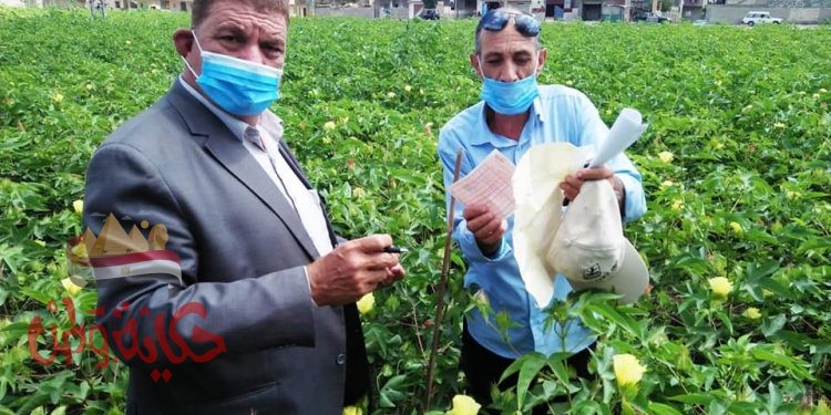 وكيل وزارة الزراعة بالبحيرة يتابع زراعات القطن بدمنهور