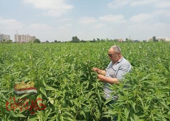 زراعة الغربية : تفاصيل أسعار محصول السمسم