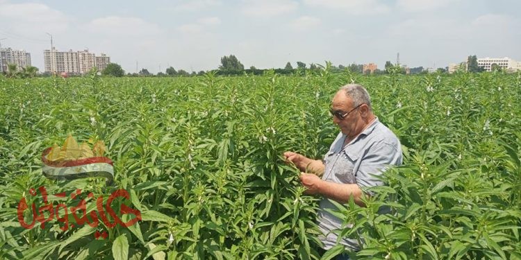 زراعة الغربية : تفاصيل أسعار محصول السمسم